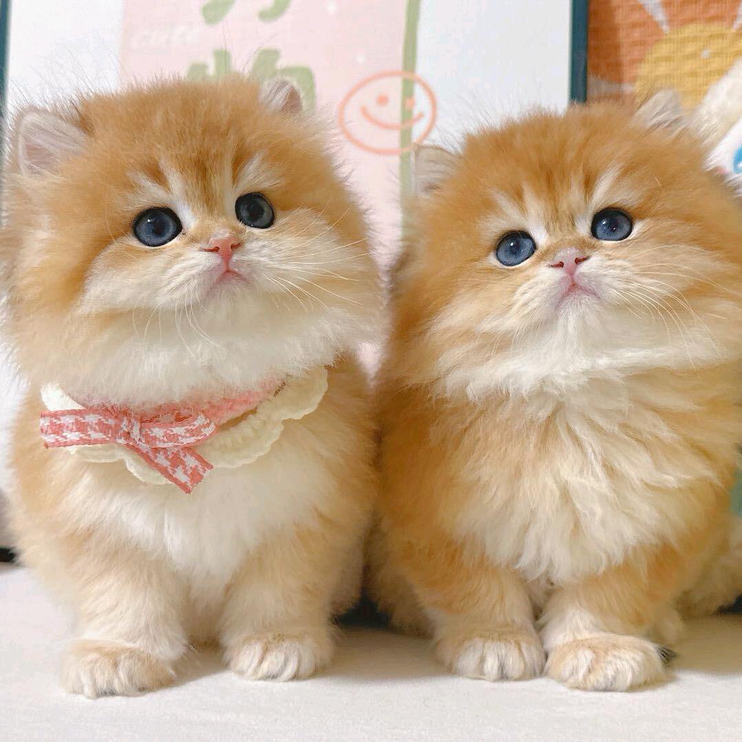 家有招财猫