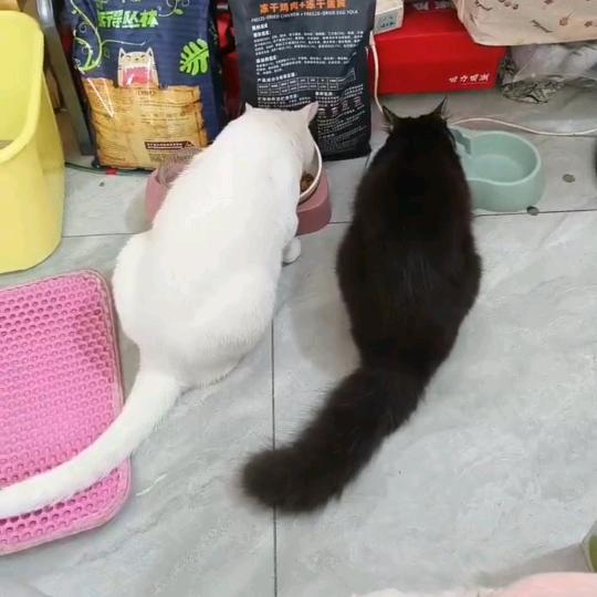 包子！毛毛