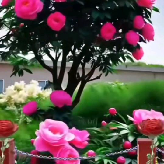 真心换知心