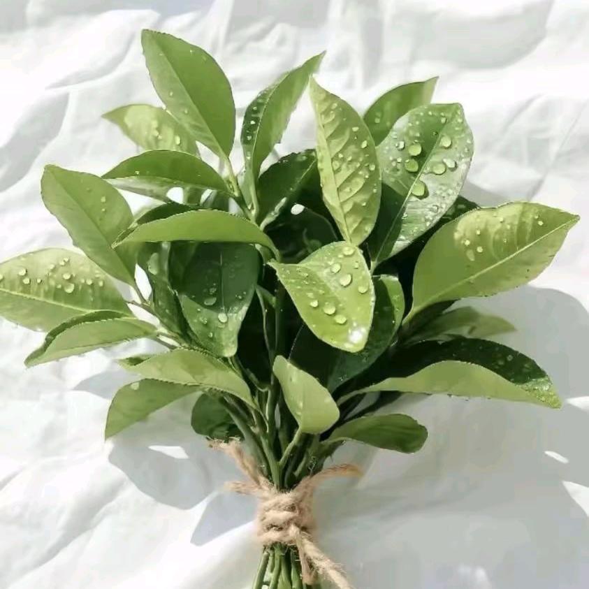 十一累啦