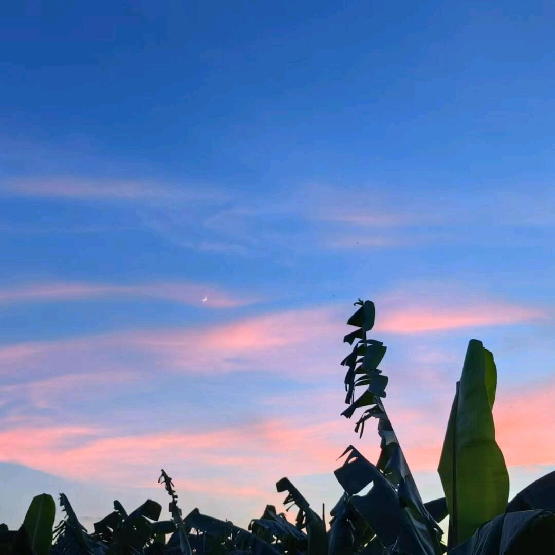 7号小碎步