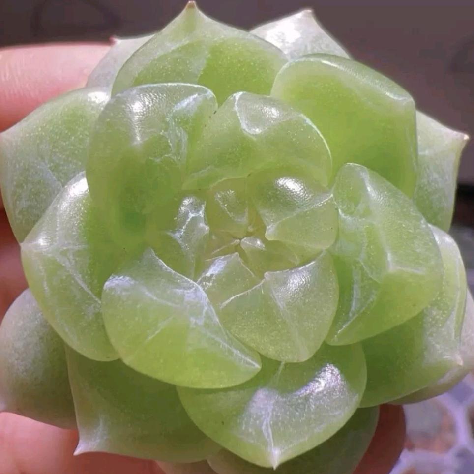 鲜花小铺58