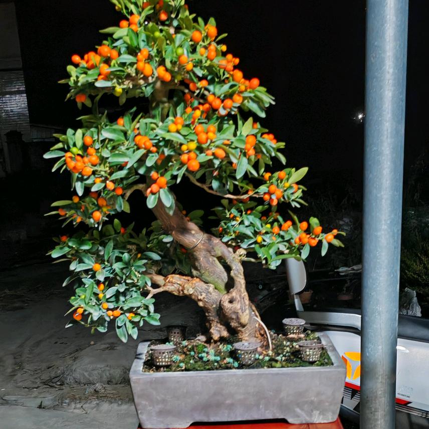 豆界