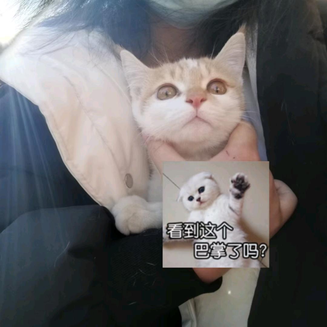 ʸ