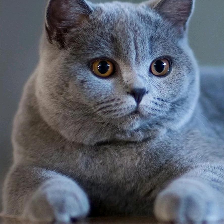 此间唯爱姑娘笑