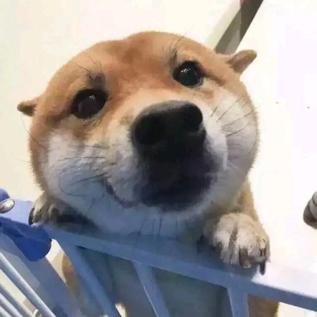 书颜网络