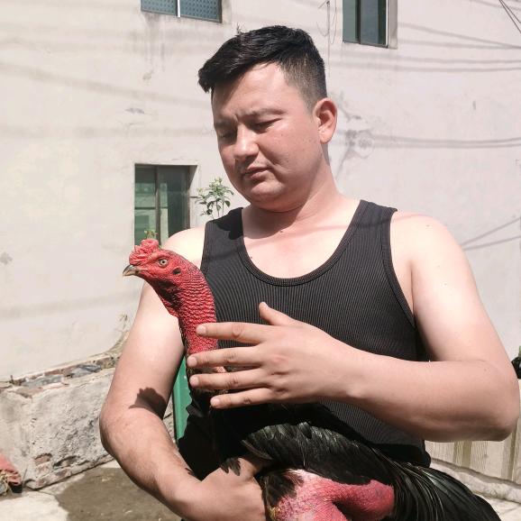 吐尔洪江越南斗鸡🏆