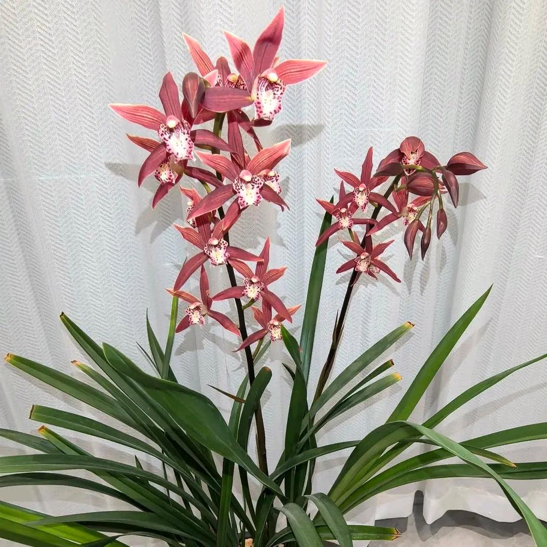 婴语故事林玉英