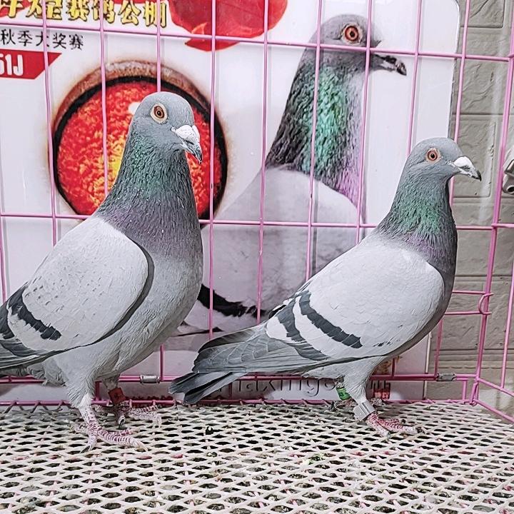 蠡县东东信鸽创意屋