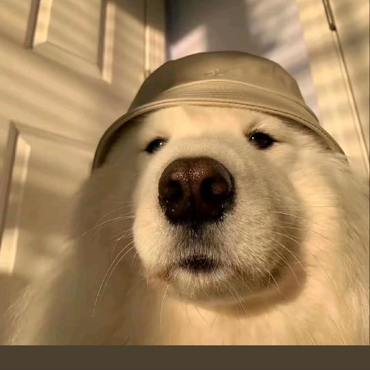 何钟泽专属好货店