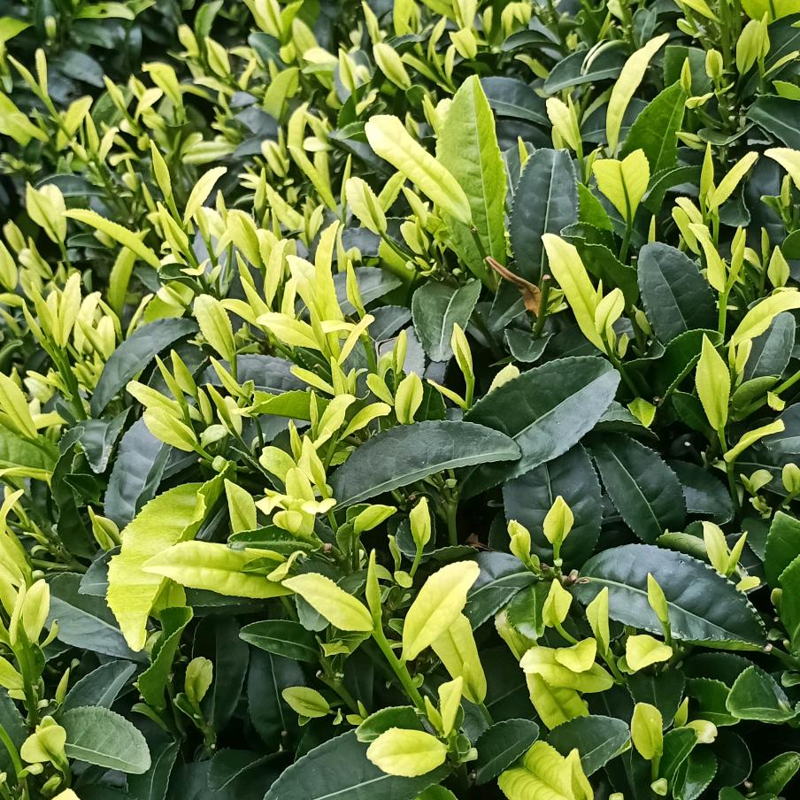 天天@