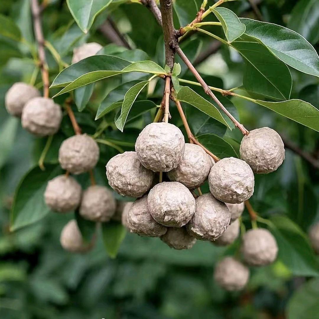 潮汕正宗乒乓球