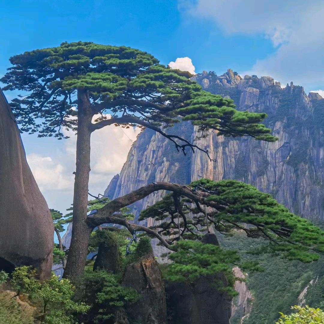 曹县郑庄先锋良种