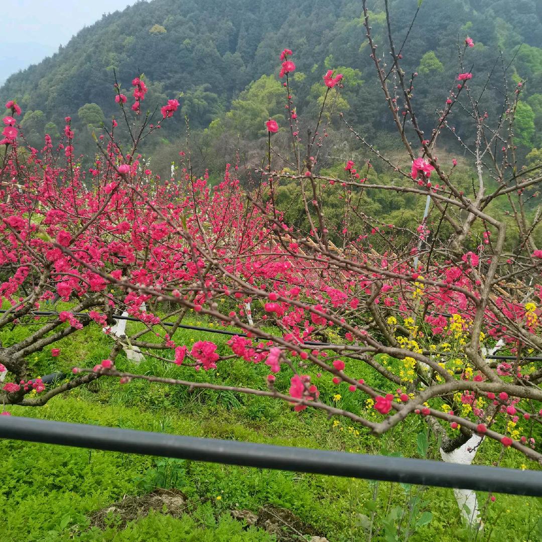 魏幺妹