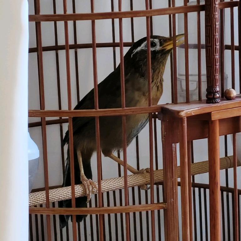 专业养乸。。。