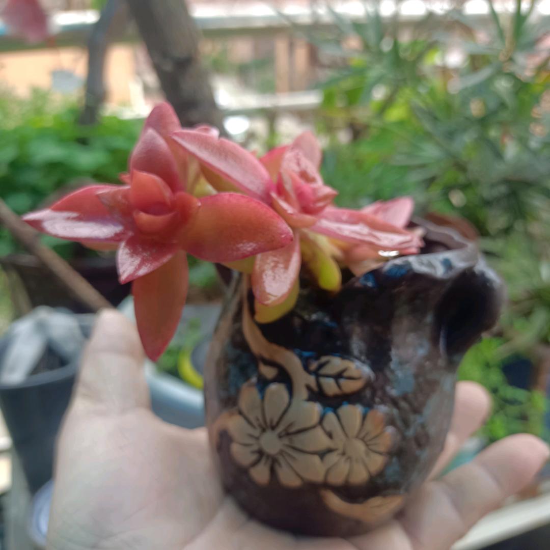黄药师