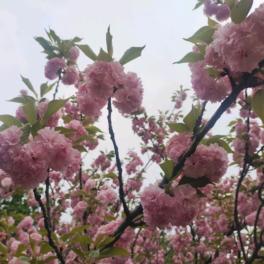 心有千结仙