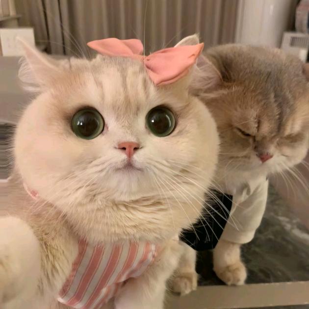 达尔文