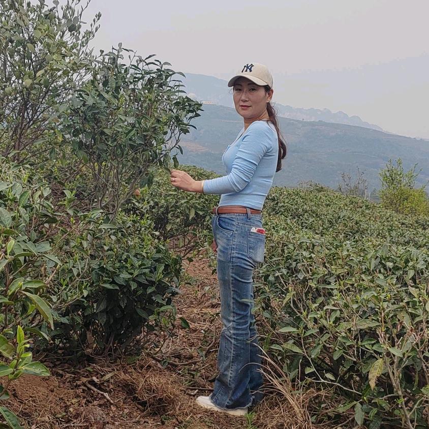 质心茶叶（福鼎白茶在宁德）