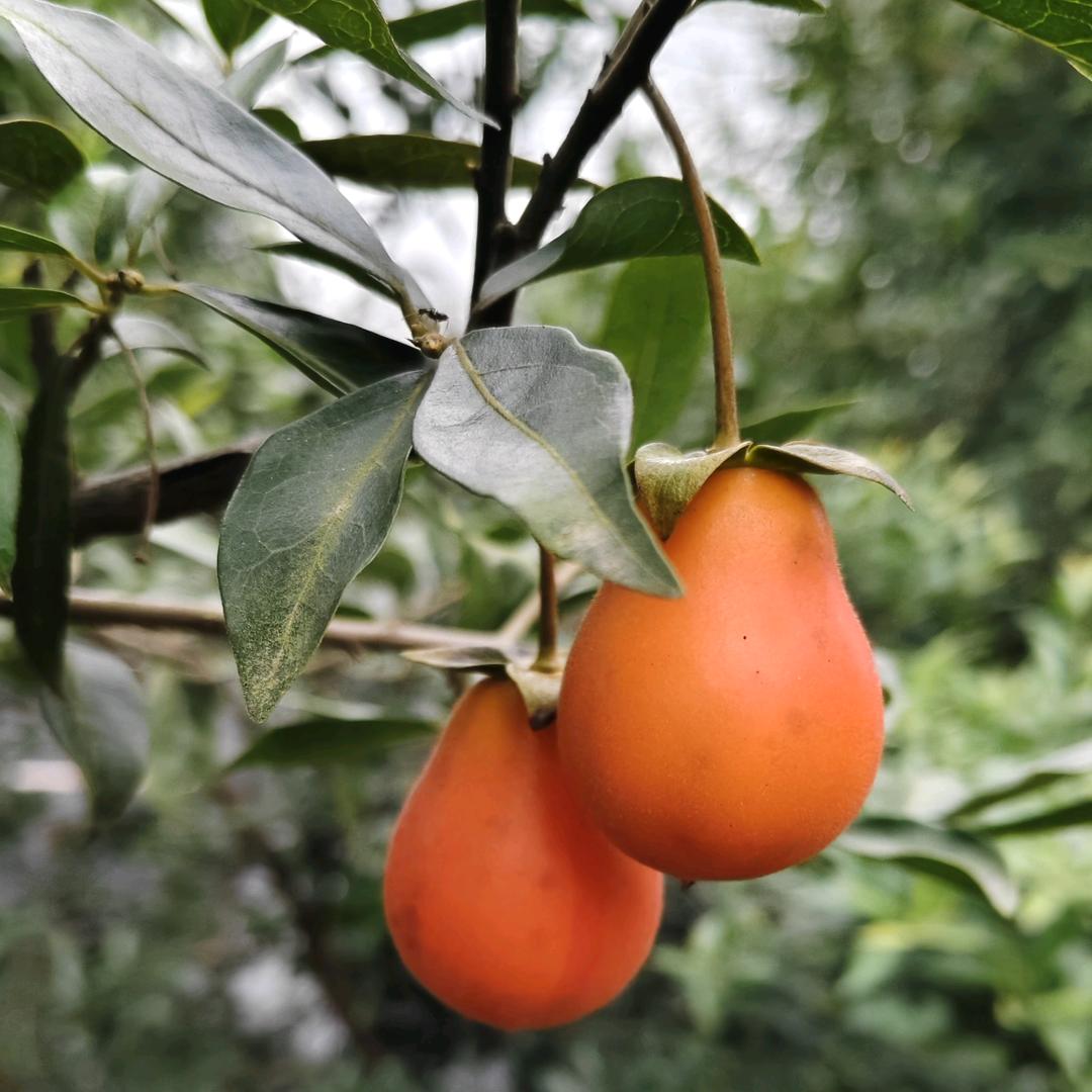 🌈🌈🌈耿耿余淮