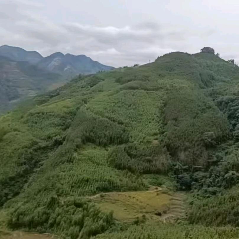 无奈的生活