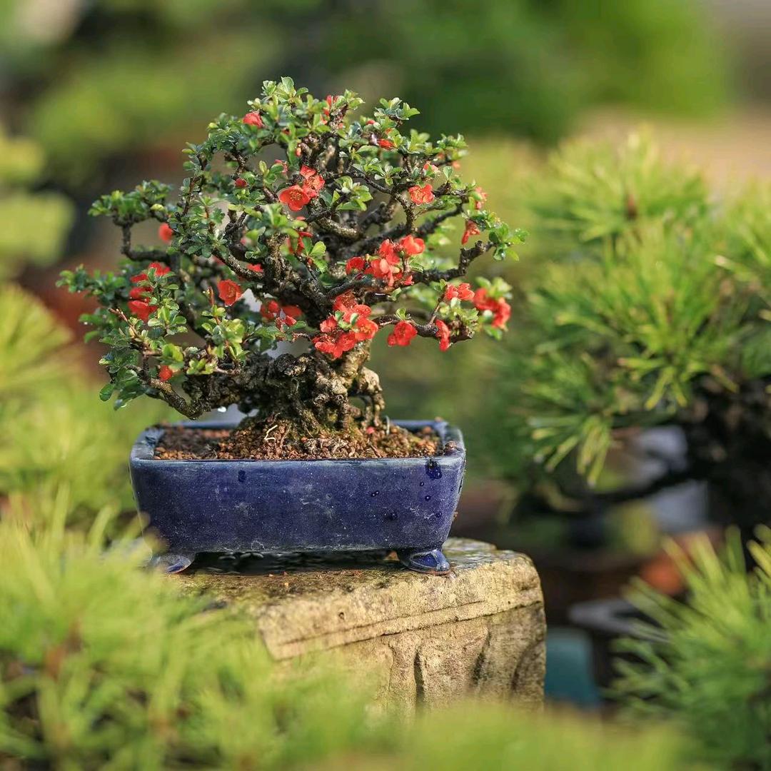 祥芮花木盆栽园艺