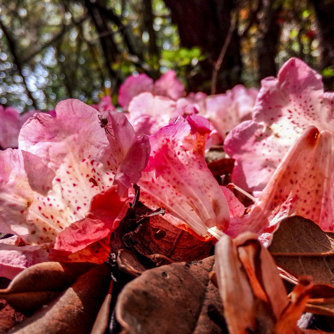 ꧁༺༽༾ཊ࿈ཏ༿༼༻꧂