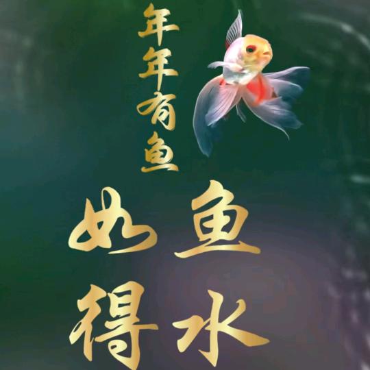 小鲤鱼