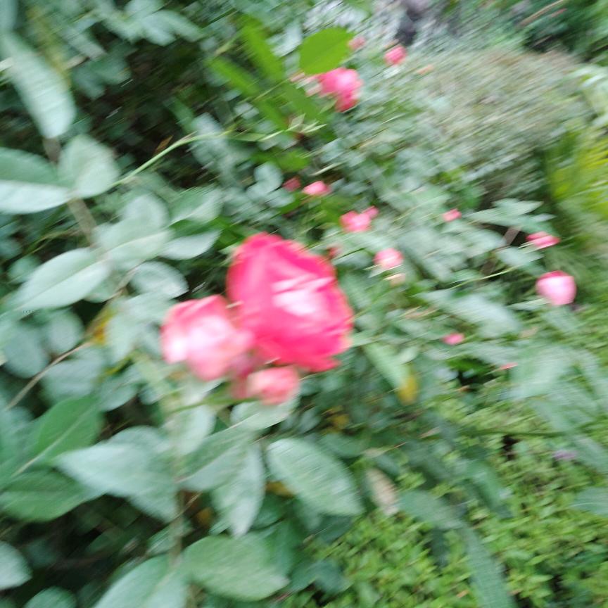 芙蓉姐