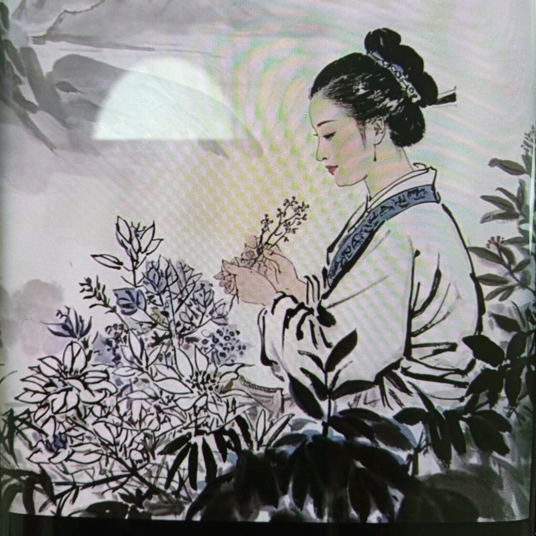 紫芝养生说