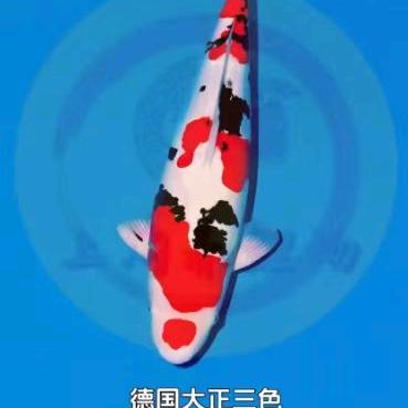 胖姐
