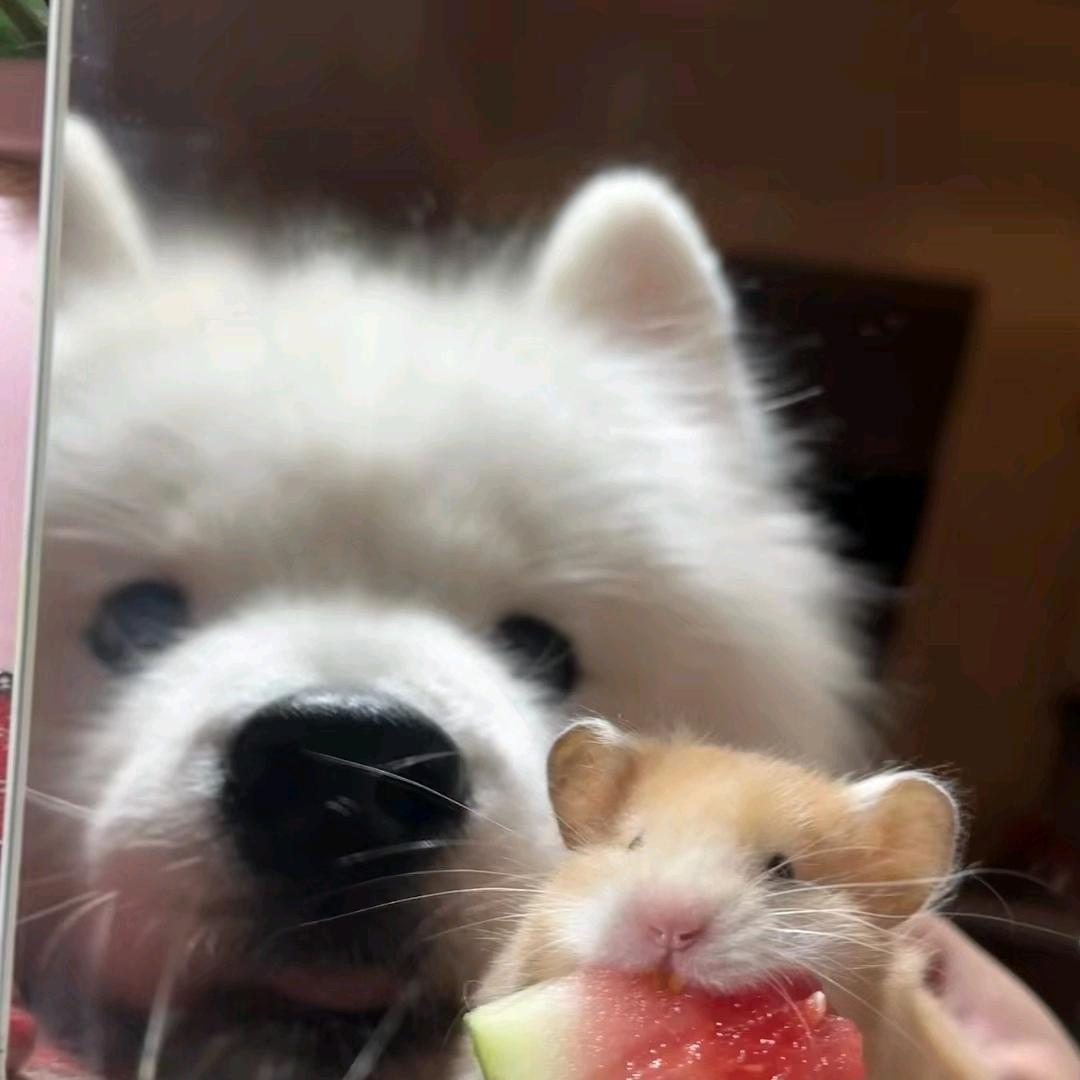 安头像