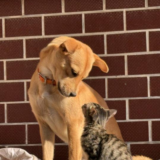 喵女士与汪先生🇨🇳