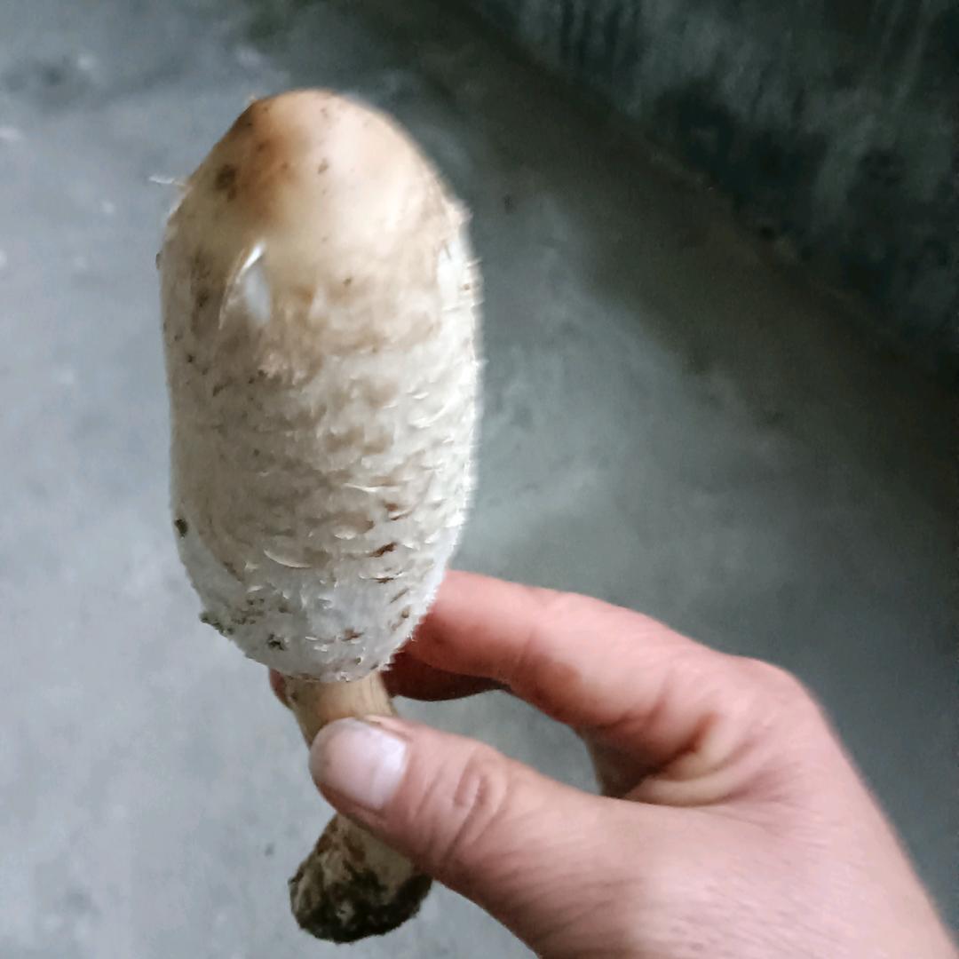 豆豆眼
