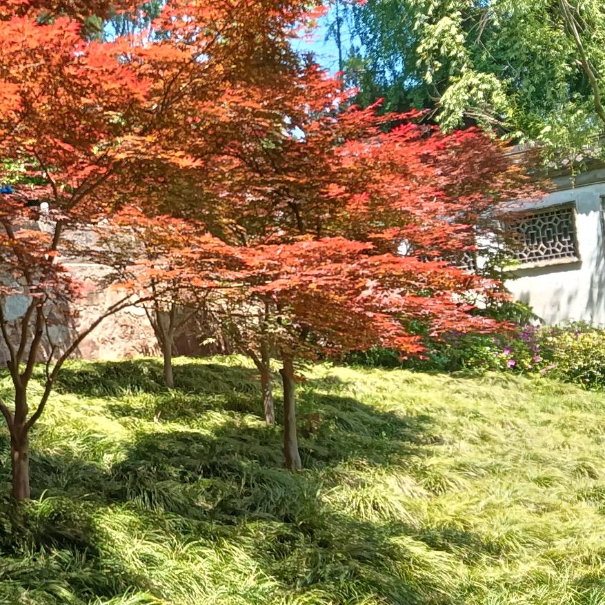 风景