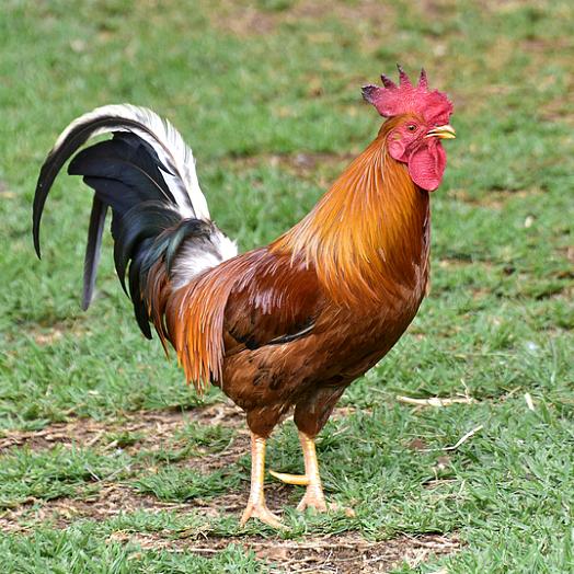 燕姐农村养鸡人