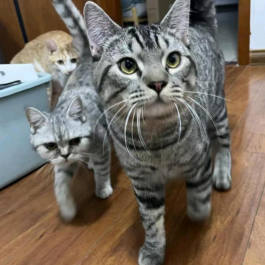 不可🐱然行事