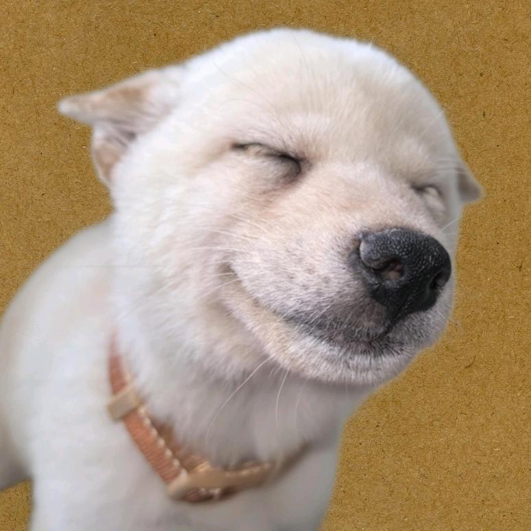 小八嘎（九饼）🐶