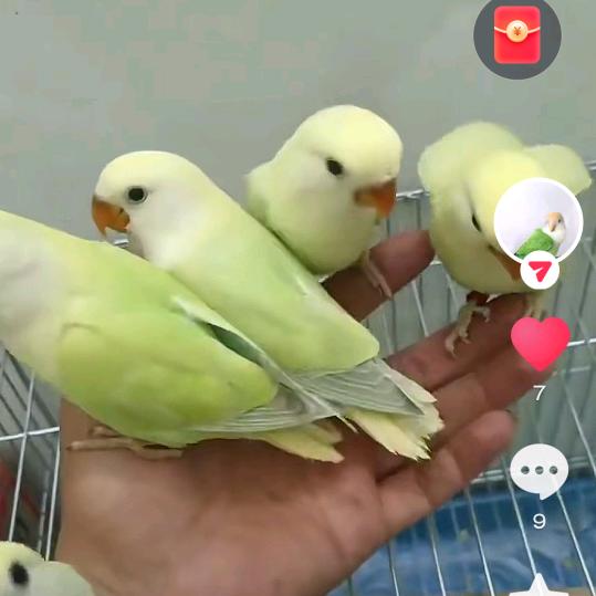 罗哥鹦鹉🦜养殖