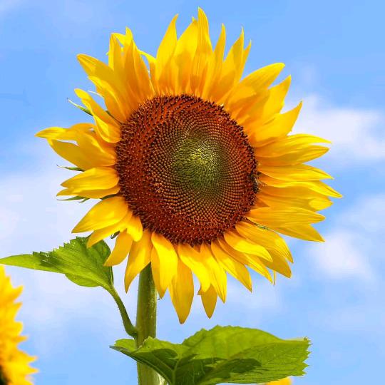 《顺🌹其🌹自🌹然》