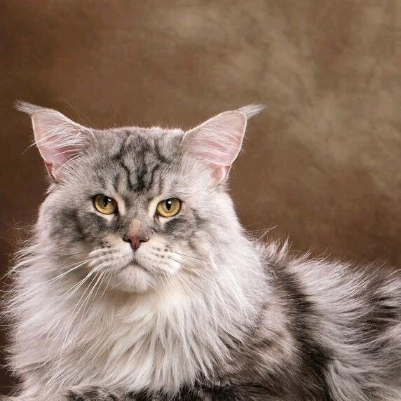 义遥远萌宠精选小铺