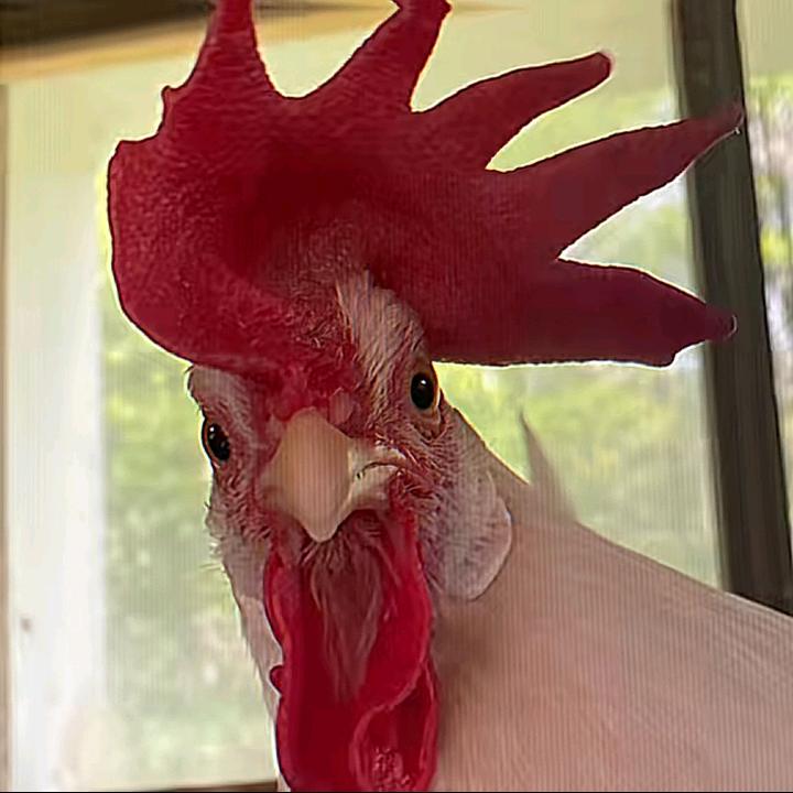 口腔溃疡配麻辣麻辣烫