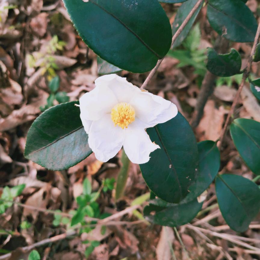 菠萝菠萝蜜