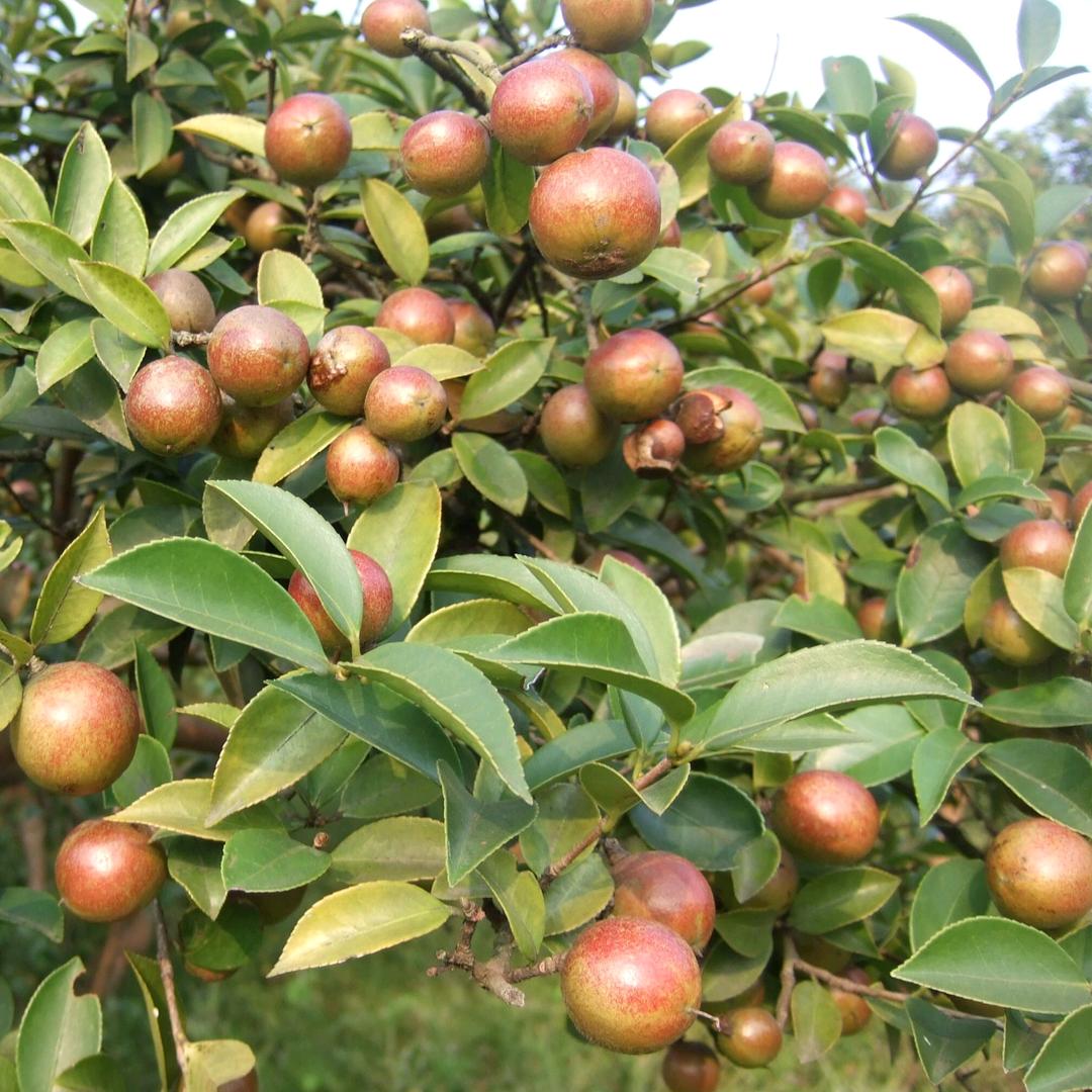 小李油茶种植