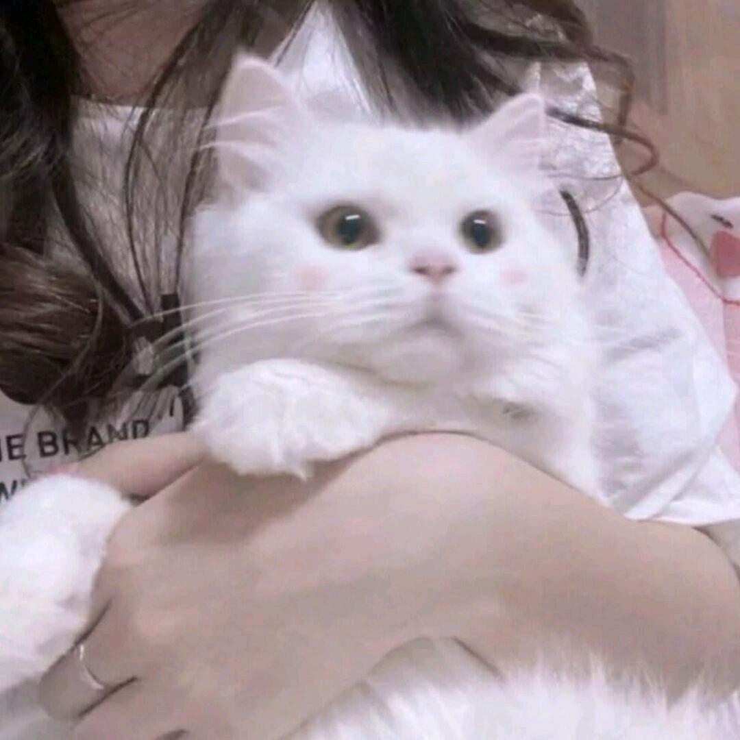 ·阿颜