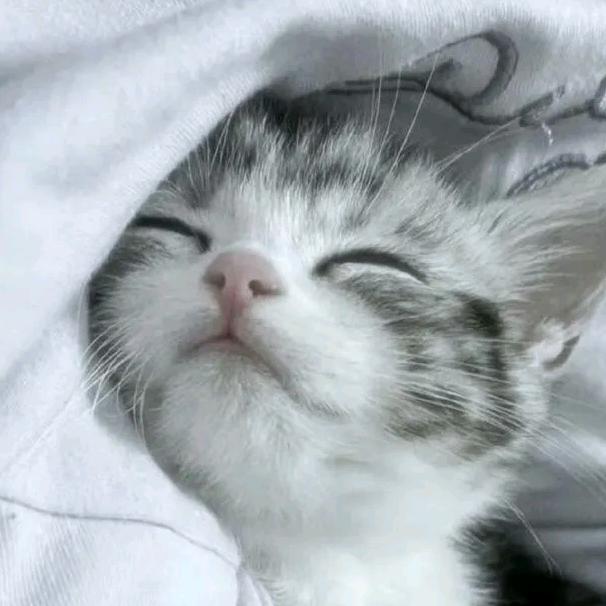 养只猫叫双双