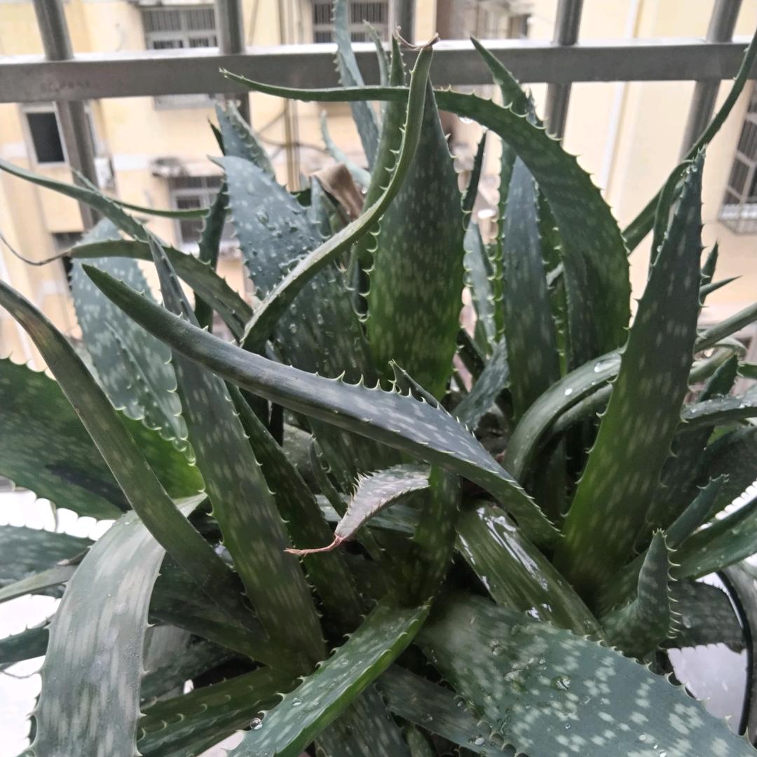 奋斗的小年轻