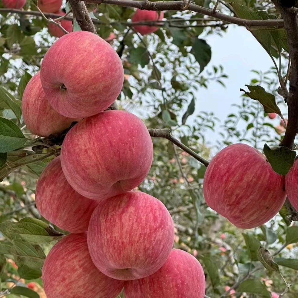 洛川永亮果业