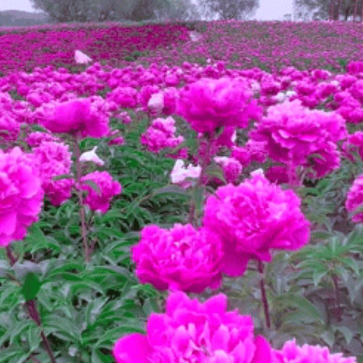 知心忘情w春夏秋冬