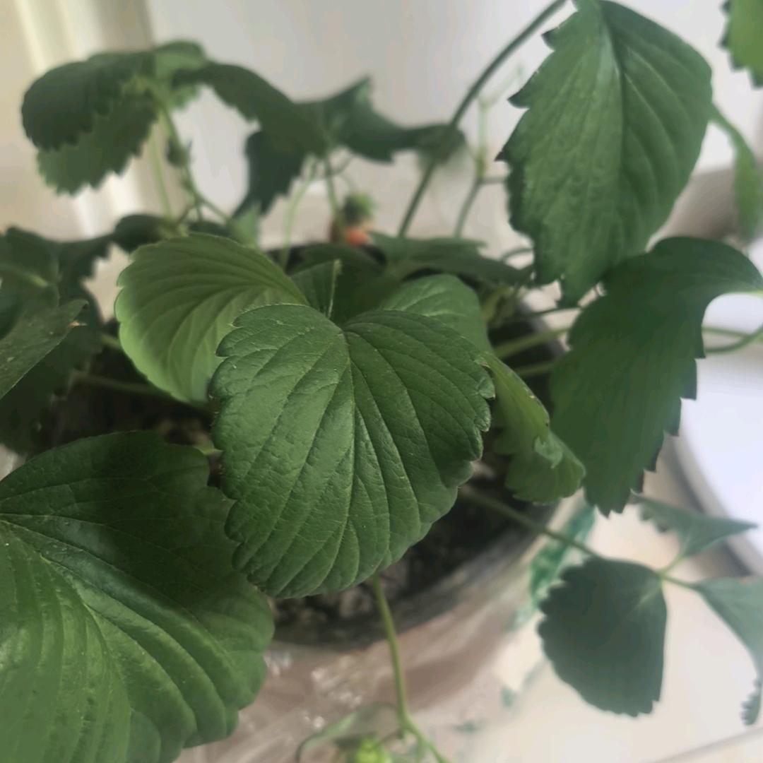 虾扯蛋（努力版）